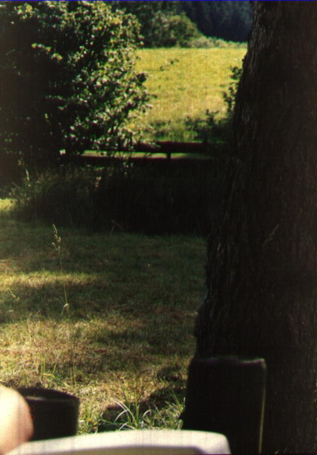 Der Garten aus der Sicht einer Fliege auf der Stuhllehne